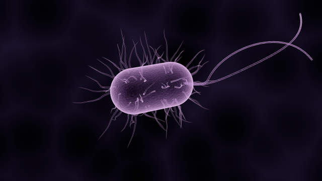 bakterie, biegunka u kota