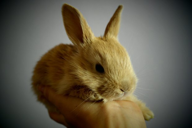 chore króliki miniaturki 