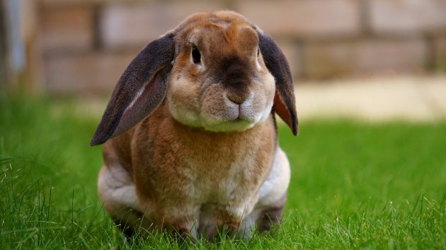 zapalenie ucha środkowego u królika